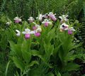 Cypripedium reginae - Königs Frauenschuh, 3 - 4 Knollen