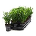 Buchsbaum ca. 25 cm Strauch Buxus sempervirens Heckenpflanze