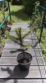 1 x Araucaria Araucana - Schmucktanne - Chilenische Anden Tanne Pflanze ca.70cm*