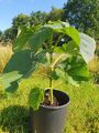 XXL Baum, Paulownia Turbo Pro, Kiribaum ca. 50-60 cm, -30 °C