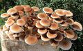 Bio Pioppino - große Zuchtkultur in Bio Qualität - Pilze einfach zuhause züchten