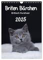 Briten Bärchen – Britisch Kurzhaar 2025 (Wandkalender 2025 DIN A4 hoch), CALVEND