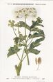 Chromo-Lithografie 1913: Bärenklau. Heracleum sphondylium