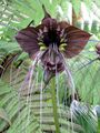 Schwarze Fledermausblume "Black-Bat-Flower" - Tacca  *10 Samen* >Teufelsblume