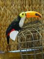 TUKAN Deko Tropen Papagei Exotischer Vogel  mit echten Federn  9 x 6,5 cm