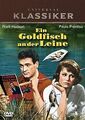 Ein Goldfisch an der Leine von Howard Hawks | DVD | Zustand sehr gut