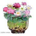 30/60pcs Samen Lotus Mix Blumensamen handverlesen Wasserpflanzen Wassergarten