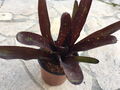 Neoregelia green pointed mini