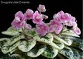 Snuggles Little Dreamer  2 Blätter/2 leaves African Violet Usambaraveilchen