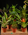 Bromelien Set | Bromelien für Terrarien kleinbleibend Pfeilgiftfrösche Epiphyten