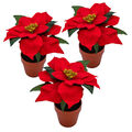 Künstlicher Weihnachtsstern im Topf 20cm - 3er Set - Deko Kunst Poinsettia Blume