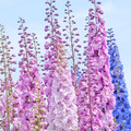 Stauden-Rittersporn PACIFIC GIANTS MIX 100 Samen DELPHINIUM CULTORUM winterhart