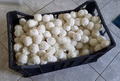 Pool Filter Balls ca 1400 g.