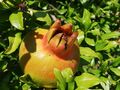 SAMEN GRANATAPFEL  Punica Granatum die Frucht hat großartige Heilwirkung, Obst.