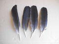 4 schwarze Vogelfedern 20 - 22  cm  lang