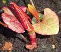 1 Pflanze japanischer Staudenknöterich Spargel roter Rhabarber WIE RIESENBAMBUS