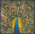 The Bluetones - Expecting To Fly (CD, Album)