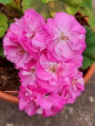 Pelargonie  U-Wild Rose 🌹 , gut bewurzelte Steckling,Pelargonium 🌱🌸🌱