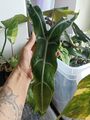 Alocasia Longiloba Narrow/Sp.Borneo Rhizhome 