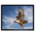 Ferruginous Hawk Beute Jagd Flug Vogel 12 x 16 Zoll gerahmter Kunstdruck