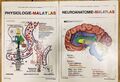 Malatlas NEUROANATOMIE- und Physiologie - Arcis Verlag