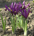 Winteriris J. S. Dijt - Iris reticulata