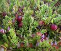 Vaccinium macrocarpon Pilgrim - Großfrüchtige Moosbeere Pilgrim