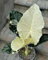 8000AH Alocasia white Alba Variegata Plants Seeds Samen 2