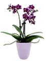 Keramik Blumen-Topf abgerundet konisch Übertopf Orchidee Vase