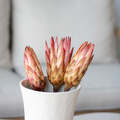 Getrocknete Protea Repens Erika pink, 40cm