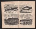 Lithografie 1878: Schwimmtiere. Dugong Finnfisch Pottfisch Delphin Wal