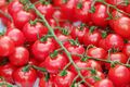 Zuckertraube rote Tomate supersüße Cocktailtomate ertragreiche Cherrytomate