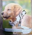 Halsband & Leine,Set,Garnitur, Beeztees, XS, Nylon,Welpen,kleine Hunde,Katze,Neu