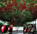 Baumtomate frosthartes Wintergemüse mit schöner Blattfärbung