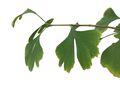 Ginkgo Samen , Ginkgo Biloba -Frisches Saatgut mit Herkunft 