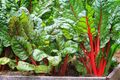 250 Samen Mangold Rhubarb Swiss Chard Garten Gemüse Beet Essen Seeds Salat