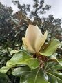 20 Immergrüne Magnolie Samen weiß Magnolia Grandiflora 