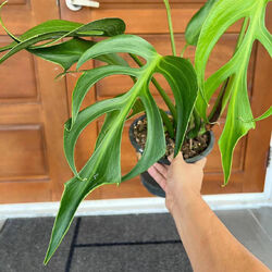 GR 2004XZ Monstera burle marx Seeds Flamme Rooted Samen Stück 1