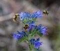 200 Samen Natternkopf Echium vulgare Wildpflanze Bienen Hummeln Schmetterlinge