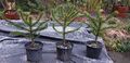 1 x Araucaria Araucana - Schmucktanne - Chilenische Andentanne Affenbaum.