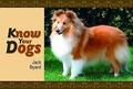 Jack Byard : Know Your Dogs Value Guaranteed from eBay’s biggest seller!