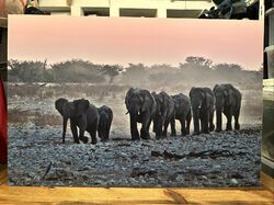 Fotografie Elefanten im Etosha Park, Namibia. Alu Dibond 90x60cm