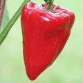 Healthy rote Paprika frühreifende Gemüsepaprika aus Russland kältetolerant 