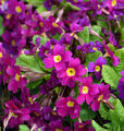 Teppich Primel Wanda - Primula pruhoniciana