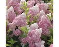 Rispenhortensie FloraSelf Hydrangea paniculata 'Vanille Fraise' H 50-60 cm Co 5 