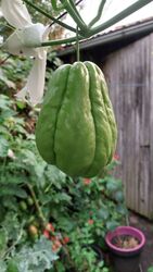 superfood Chayote  , 2Stück