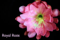 Epiphyllum Epicactushybride, Blattcactus  Pflanze 'Royal Rose'