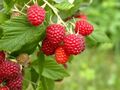 Sommer-Himbeeren Jungpflanze alte Sorte,aromatische, große FRÜCHTE