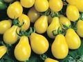 Tomate Gelbes  Birnchen 10 Samen