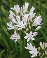 Agapanthus Erdbeereispflanze im 2L Topf oder Bareroot.